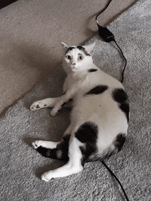 a black and white cat is laying on a carpet next to a cord