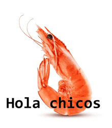 a red shrimp with the words hola chicos below it