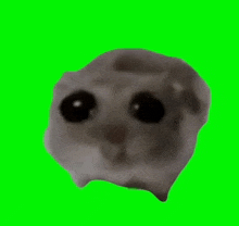 a close up of a hamster 's face on a green screen .