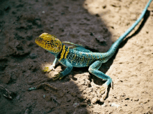 a lizard with yellow and blue stripes on its body