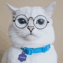 a white cat wearing glasses and a blue collar with a coffee tag