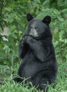 a black bear is sitting in the grass with its paws up