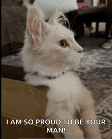 a cat is sitting in a cardboard box with a caption that says i am so proud to be your man