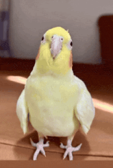 a yellow and white bird standing on a wooden floor looking at the camera