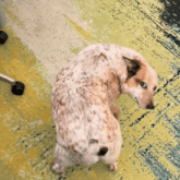 a brown and white dog sitting on a carpet