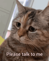 a cat with the words please talk to me on it