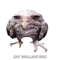 a picture of an owl with the words say wallahi bro written below it