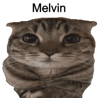 a cat with the name melvin on it