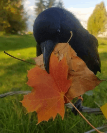 a black bird is holding a leaf in its beak