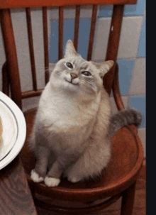 a cat is sitting on a wooden chair and looking up