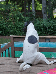 a black and white dog sits on a deck looking at a pool