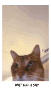 a picture of a cat with the words wat did u say on the bottom