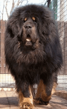 a very large black and brown dog is standing in a cage .