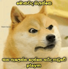 a dog with a very angry look on its face and a caption in a foreign language .