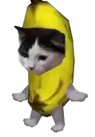 a black and white cat is standing in a banana costume