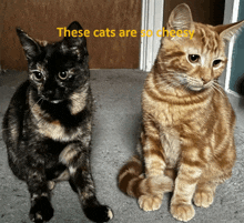 two cats are sitting next to each other with the words " these cats are so cheesy " written above them