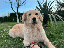 a dog laying in the grass looking at the camera with a palm tree in the background