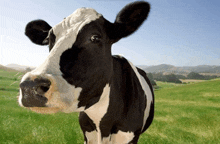 a black and white cow standing in a grassy field looking at the camera