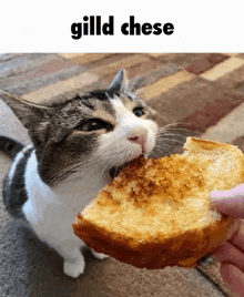 a cat is eating a piece of bread from someone 's hand .