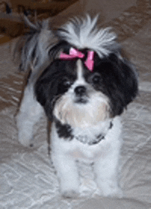 a small black and white dog with a pink bow in its hair .