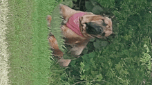 a dog wearing a pink bandana that says ' i love you '