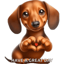 a brown dachshund is making a heart shape with its paws