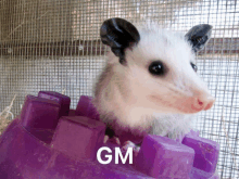 an opossum is sitting in a purple container with gm written on the bottom