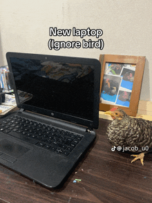 a chicken sits on a desk next to an hp laptop