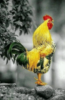 a colorful rooster is standing on a rock in a black and white photo .