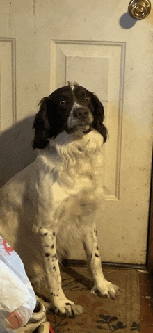 a brown and white dog stands in front of a door