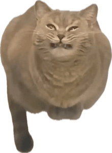 a cat with an angry look on its face