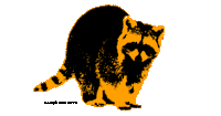 a black and orange raccoon on a white background with the words campknowhere below it