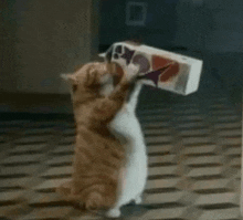 a cat is standing on its hind legs holding a box on its hind legs .