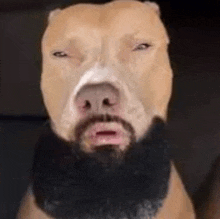 a close up of a dog with a beard on its face .