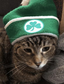 a cat is wearing a green hat with a clover on it