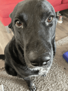 a close up of a black dog 's face looking at the camera