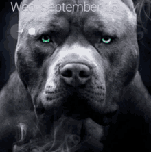 a black and white photo of a dog with green eyes on wed september 15th