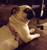 a pug dog with a pink collar is sitting on a couch