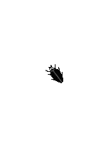 a silhouette of a cockroach flying in the air on a white background .