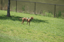 a dog wearing a harness is walking on a lush green field