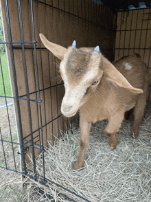 a small brown goat is standing in a cage with hay