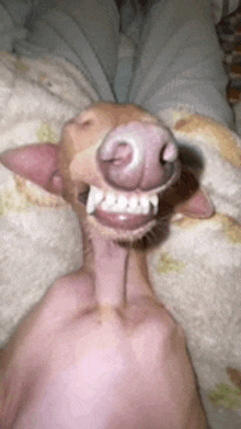 a close up of a dog making a funny face while laying on a blanket .