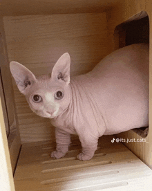 a hairless cat standing in a wooden box with the words its just cats written below it