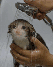 a person is holding a cat under a shower head with water coming out of it