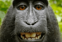 a monkey is taking a selfie with its mouth open .