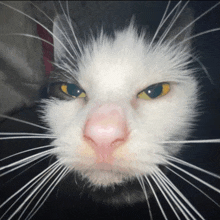 a close up of a cat 's face with yellow eyes