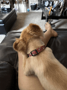 a small brown dog wearing a red collar with bones on it