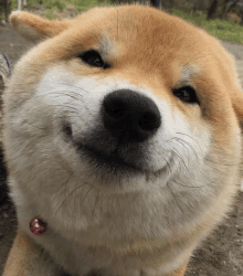 a dog with a pink collar looks at the camera