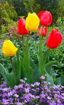 a bunch of yellow and red tulips in a garden with purple flowers