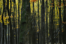 a forest with trees and leaves that are yellow